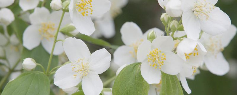 茉莉花的特点 茉莉花的特点