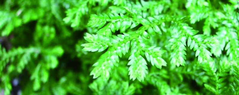 卷柏是什么植物类别 卷柏是什么植物类别