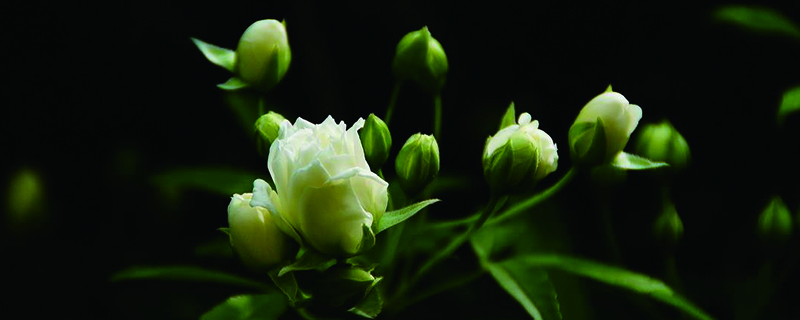 木香花怕冻吗 木香花怕冻吗