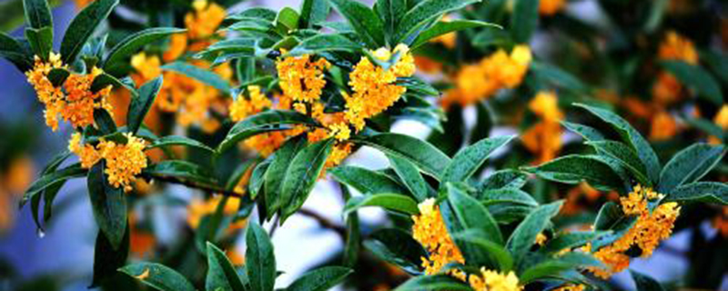 桂花什么时候开花季节 桂花什么时候开花季节