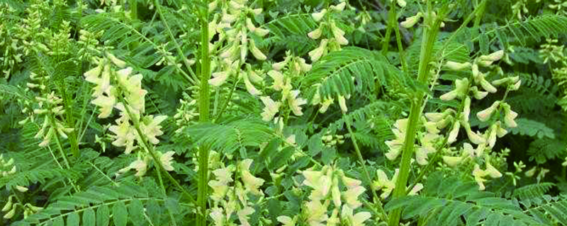 黄芪长什么样 黄芪长什么样
