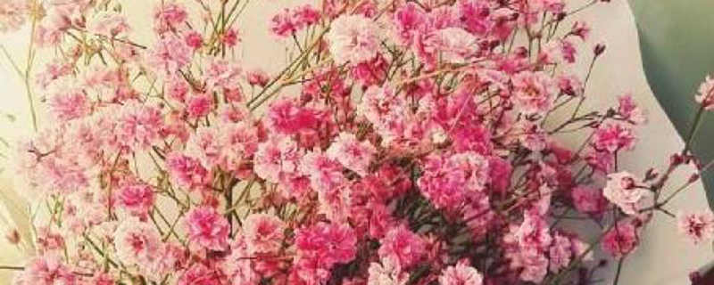 满天星的花语 满天星的花语