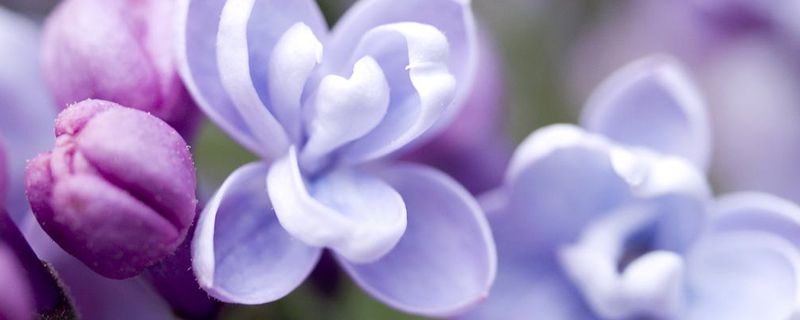 丁香花什么时候开 丁香花什么时候开