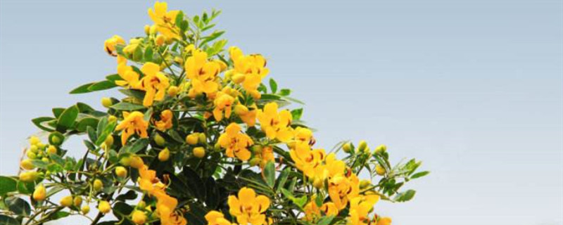 黄槐决明与黄花槐区别 黄槐决明与黄花槐区别