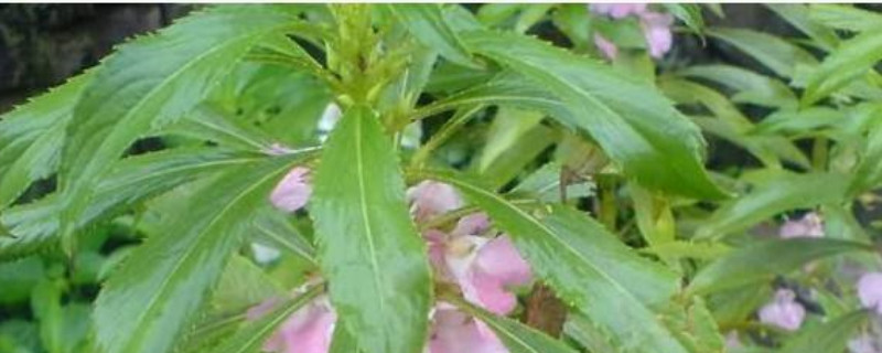 透骨草长什么样子 透骨草长什么样子