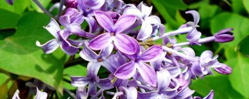 丁香花象征着什么 丁香花象征着什么
