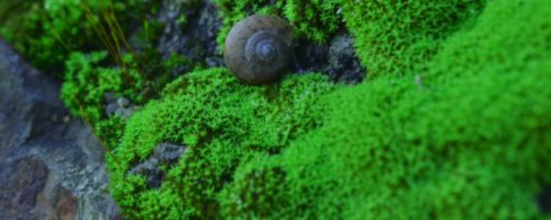 什么是苔藓