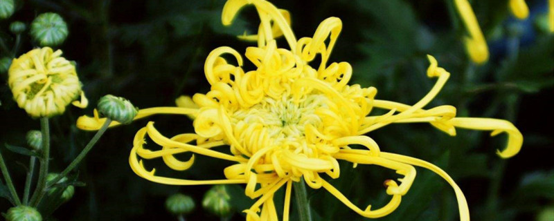 菊花如何浇水 菊花如何浇水