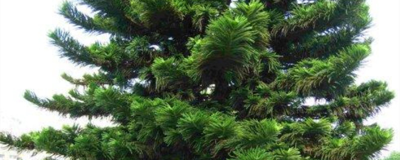 植物园里有什么植物 植物园里有什么植物
