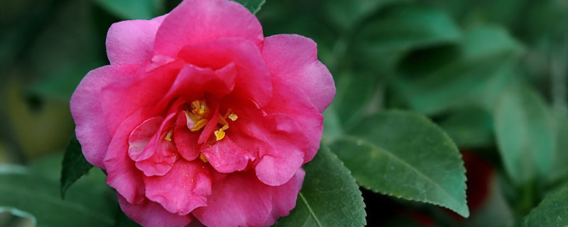 茶梅花养殖方法 茶梅花养殖方法