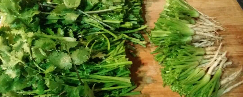香菜根能种吗 香菜根能种吗