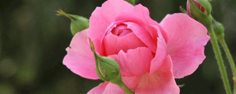 月季花有什么颜色 月季花有什么颜色