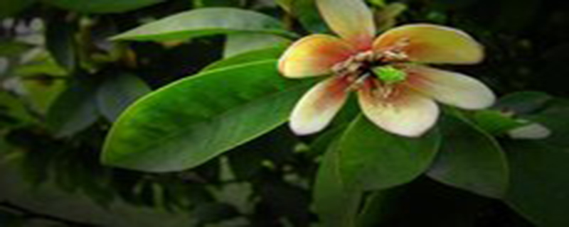 含笑花什么季节开花 含笑花什么季节开花