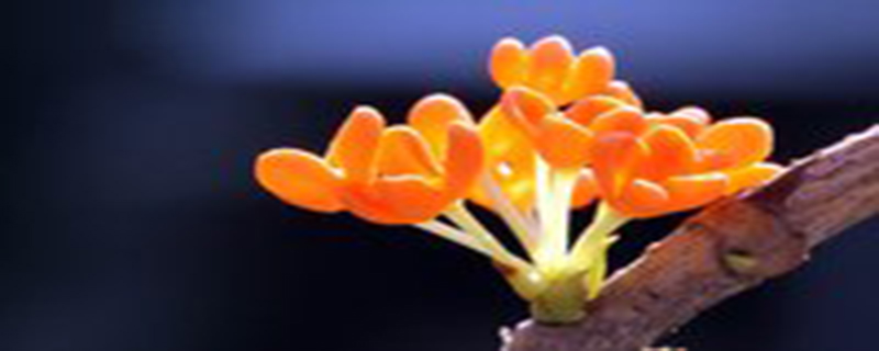桂花特点 桂花特点