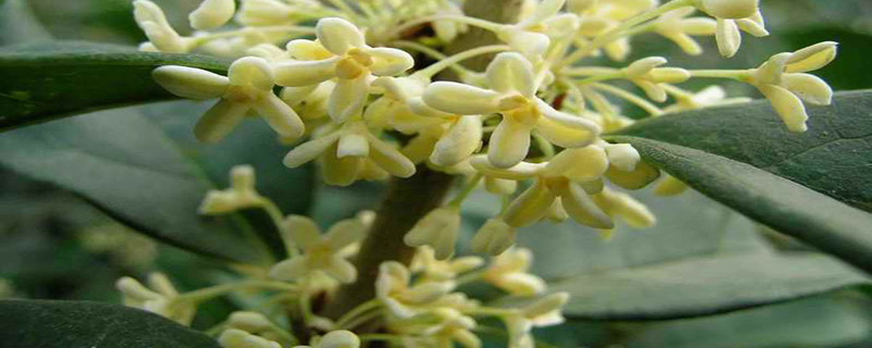 日香桂什么时候开花 日香桂什么时候开花