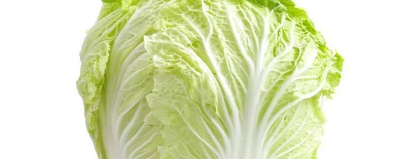 大白菜收获时间 大白菜收获时间
