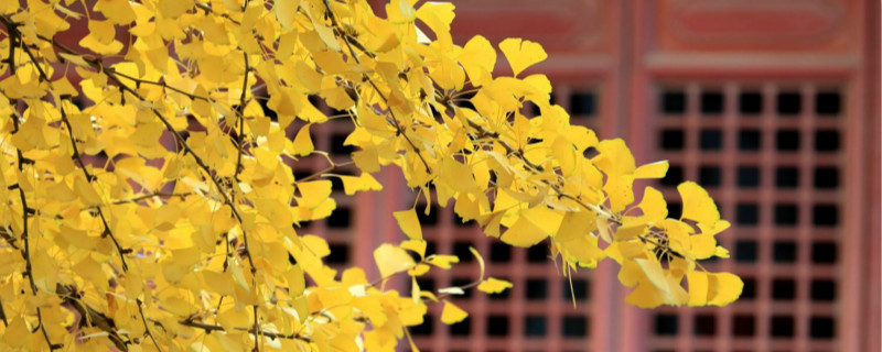 银杏树长什么样 银杏树长什么样