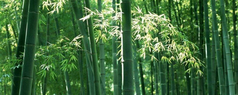长得快的植物有哪些 长得快的植物有哪些