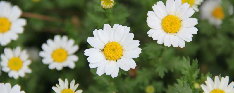 小雏菊颜色不同花语 小雏菊颜色不同花语