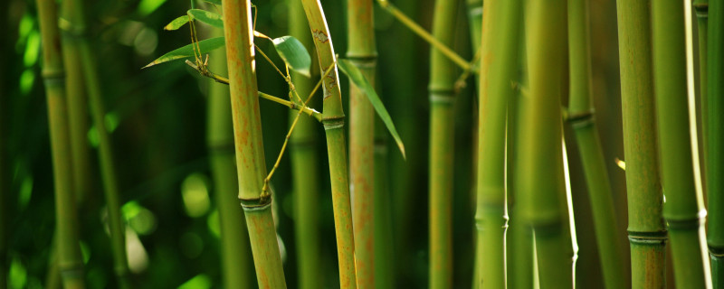 竹是什么植物 竹是什么植物