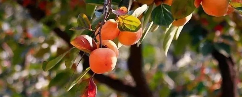 柿子是什么季节成熟的 柿子是什么季节成熟的