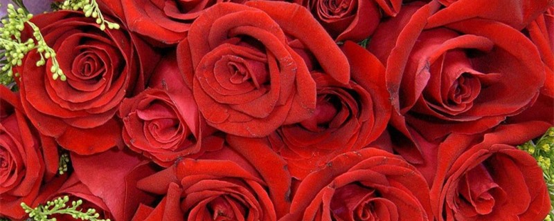 玫瑰花什么时候开花 玫瑰花什么时候开花