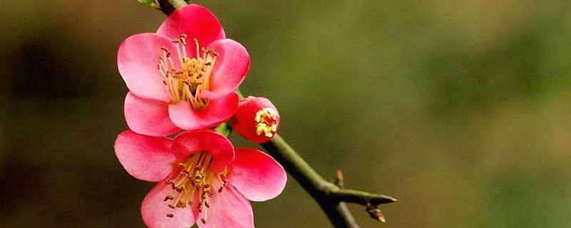 梅花什么时候开放 梅花什么时候开放