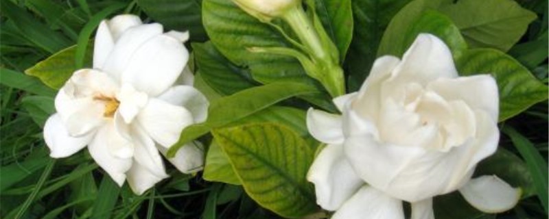 栀子花冬天掉叶子吗 栀子花冬天掉叶子吗