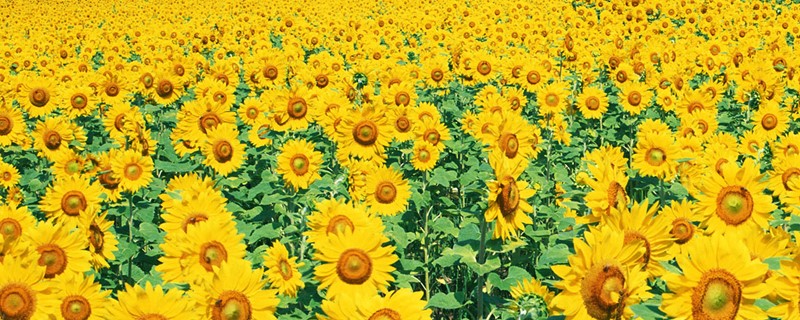 向日葵在什么季节盛开 向日葵在什么季节盛开