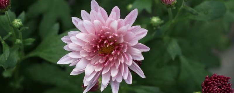 四季菊花是四季开花吗 四季菊花是四季开花吗