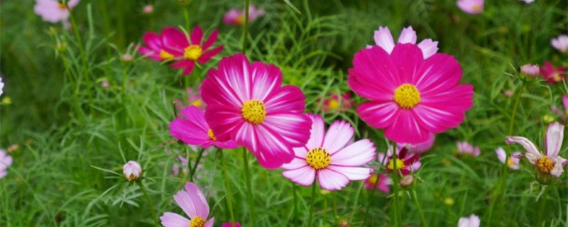 格桑花什么时候开 格桑花什么时候开
