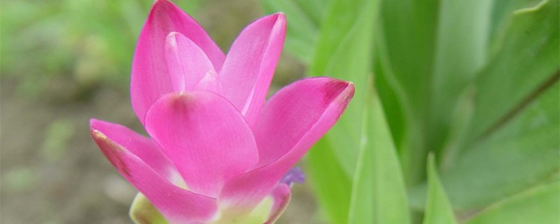 姜荷花能养几年