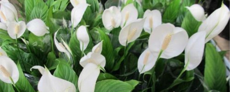 白掌花语 白掌花语
