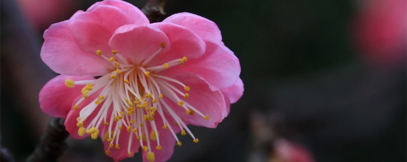 梅花什么季节开花 梅花什么季节开花