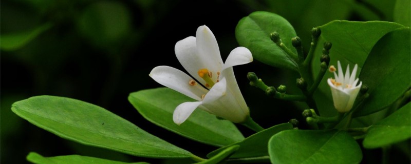 九里香一年开几次花 九里香一年开几次花