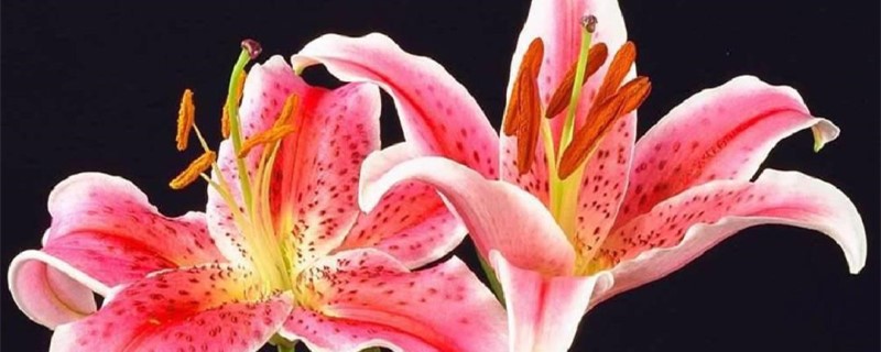 百合科植物有哪些 百合科植物有哪些