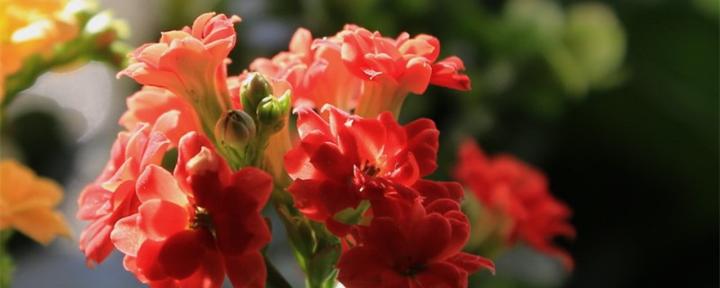 长寿花花语和寓意 长寿花花语和寓意