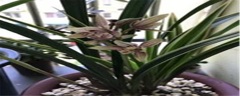 适合新手养的兰花 适合新手养的兰花