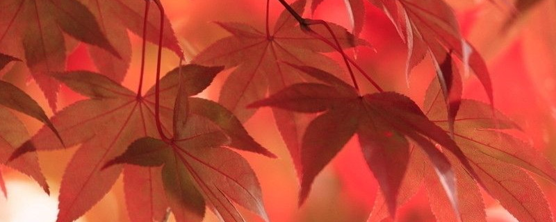 红枫叶子尖焦枯原因 红枫叶子尖焦枯原因