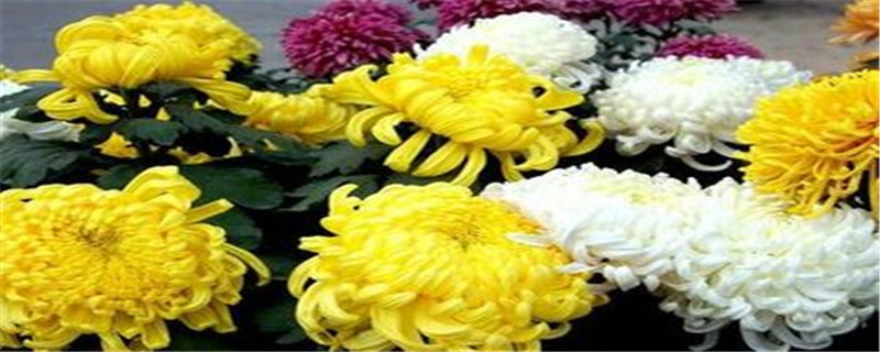 菊花的结构 菊花的结构