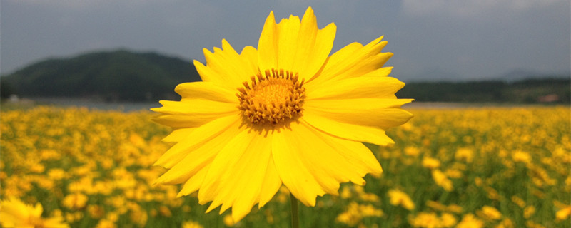 黄金菊花期 黄金菊花期