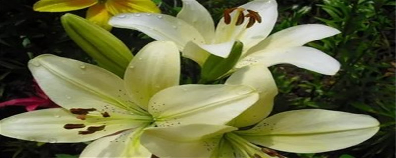 百合种类 百合种类