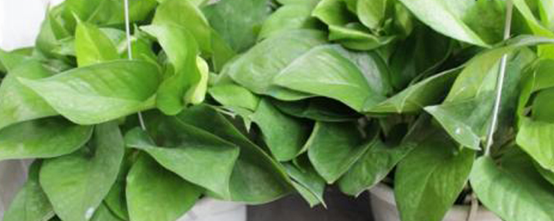 没有阳光的房间养什么植物 没有阳光的房间养什么植物