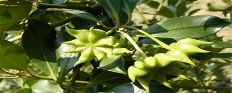 八角树几年结果 八角树几年结果