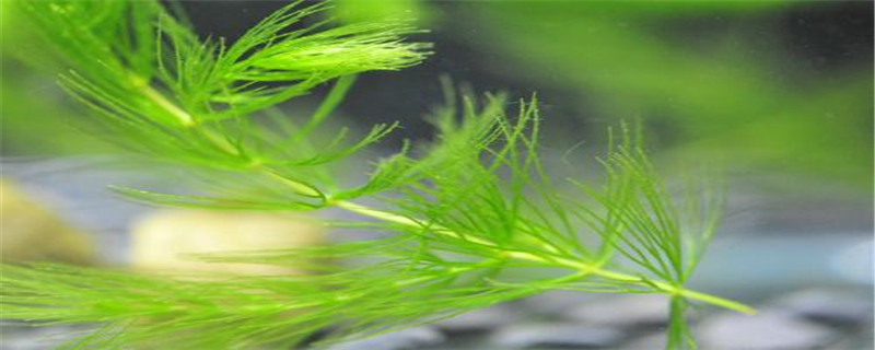 沉水植物有哪些 沉水植物有哪些