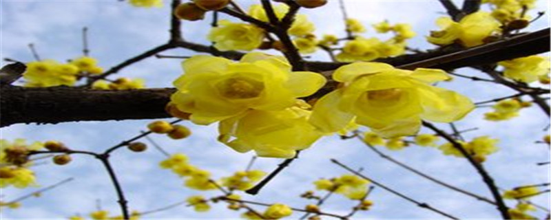 腊梅是什么季节开的花 腊梅是什么季节开的花