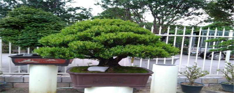雀舌黄杨是名贵树吗