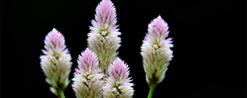 青葙花语 青葙花语