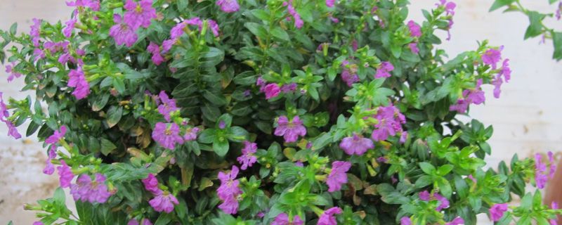 满天星一年开几次花 满天星一年开几次花
