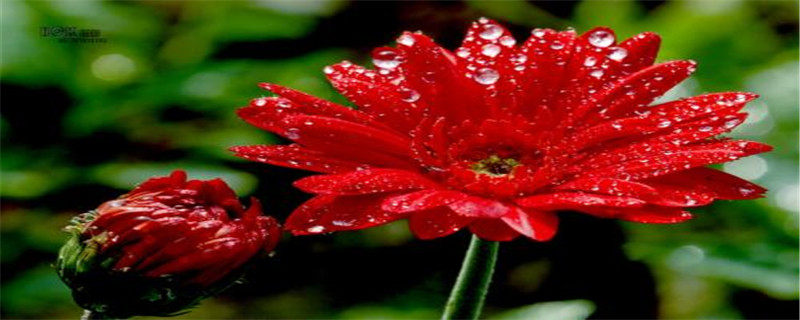 弗朗花花语